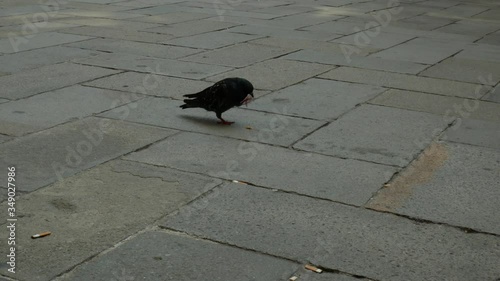 Two grey pigeon walking and eating crumbs on a crowded city square at a sunny day in summer
