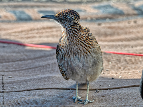 Greater roadrunner in Death Valley National Park, California, USA