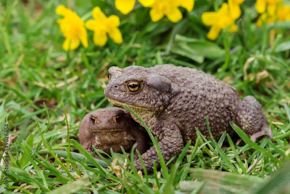 Obraz premium Two toad close up sitting in the grass.Selective focus,side view