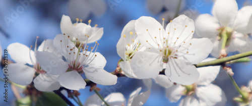 Cherry blossom  tree branches flowering. Spring and beauty concept. Selective focus. Banner.