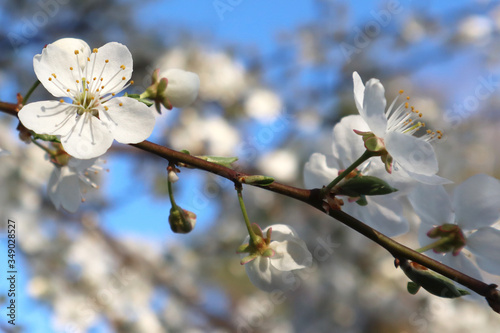 Cherry blossom, tree branches flowering. Spring and beauty concept. Selective focus.