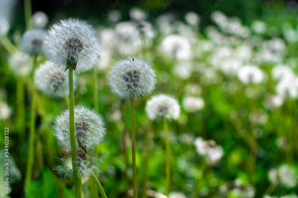 Green dandelions in beautiful style on green background. Allergy to flowers. Spring concept. Floral background. Summer background. Beautiful spring garden. Green dandelions in beautiful style on green background. Allergy to flowers. Spring concept. Floral background. Summer background. Beautiful spring garden.