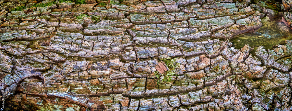 Embossed texture of the oak bark. Panorama with copy space. Embossed texture of the oak bark. Panorama with copy space.
