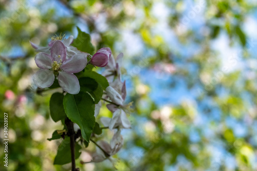 Pink flowers on a tree branch close-up. The concept of a spring garden. Outdoor landscape. Spring background. Tree flower, great design for any purposes.