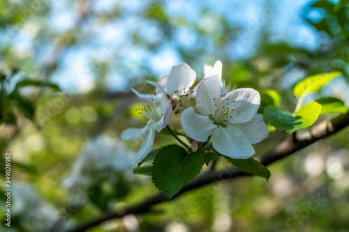 Pink flowers on a tree branch close-up. The concept of a spring garden. Outdoor landscape. Spring background. Tree flower, great design for any purposes.