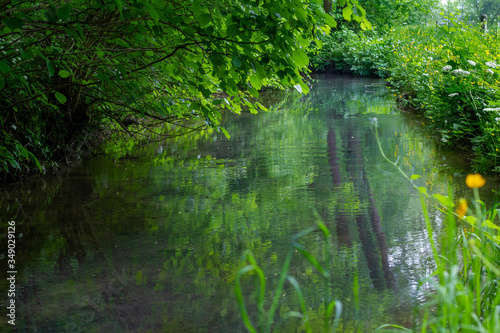 grünes Wasser eines Baches mit Bäume, welche in das Bild ragen