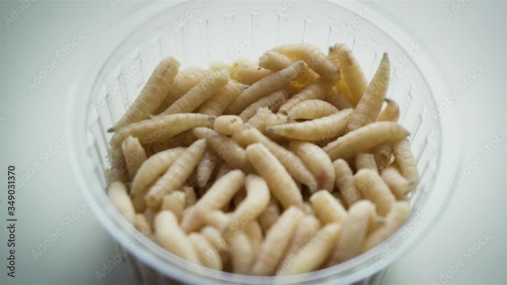 Lot of white maggots in transparent container for catching fish or pet food. Alternative form of life Lot of white maggots in transparent container for catching fish or pet food. Alternative form of life