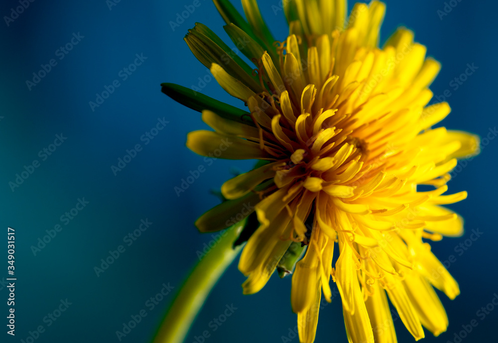 Εκτύπωση καμβά Sow thistle, small dandelion flower