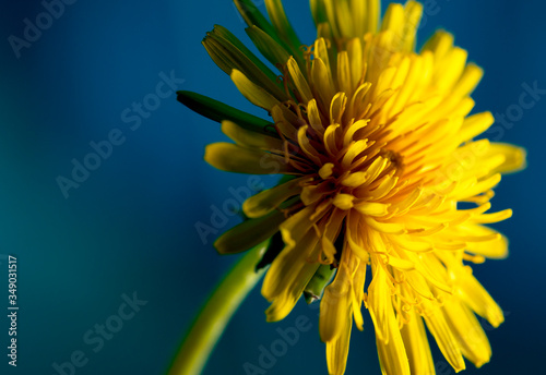 Obraz na plátně Sow thistle, small dandelion flower