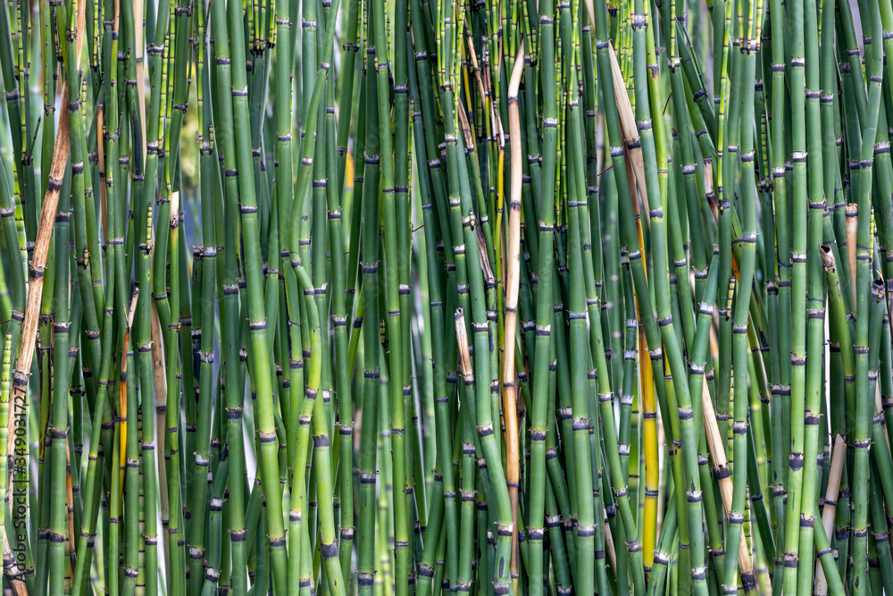 ornamental bamboo garden plants, relaxing background ornamental bamboo garden plants, relaxing background