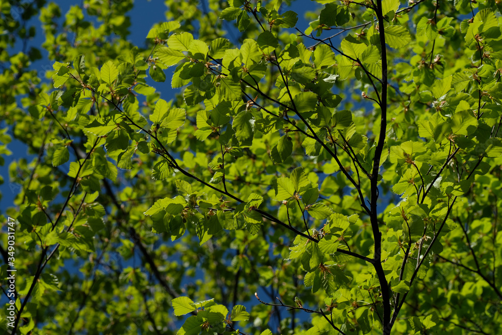 Green leaves in the back light of the sun and on the blue sky. Spring forest.