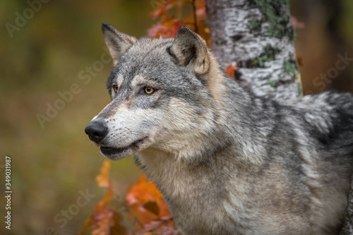 Grey Wolf  Canis lupus  Head Between Trees Mouth Slightly Open Left Autumn