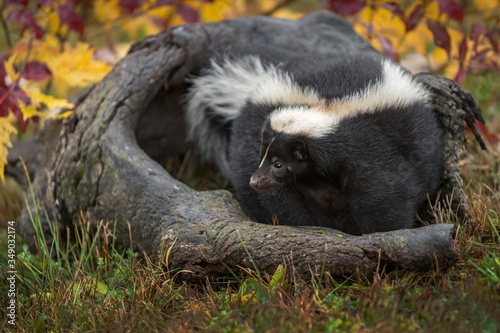 Striped Skunk (Mephitis mephitis) Curls Up Inside Log Autumn