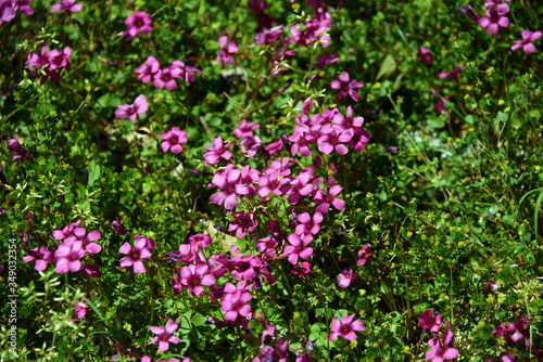 Background of Spring Flowers