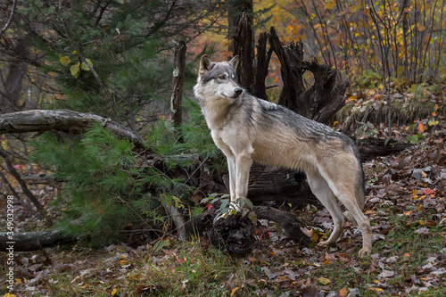 Grey Wolf (Canis lupus) Paws Up Looks Over Shoulder to Right Autumn © geoffkuchera