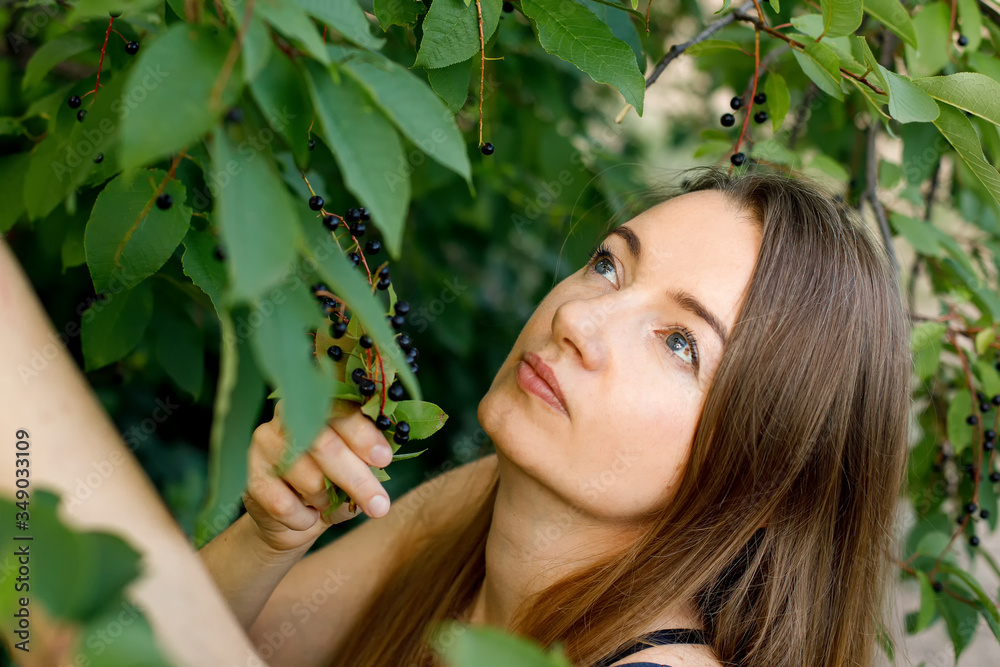 A beautiful Mature woman with long hair collects cherry berries from a tree. Everyday life of a European woman in the village. A beautiful Mature woman with long hair collects cherry berries from a tree. Everyday life of a European woman in the village.
