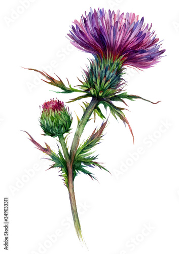 Photo Watercolor Illustration of Red Thistle
