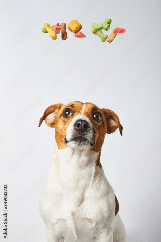many colorful dog treats circling over the dog's head imitating her  thoughts and desires, thoughts and desire of dogs foto de Stock | Adobe  Stock