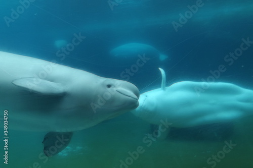 Bélugas en aquarium