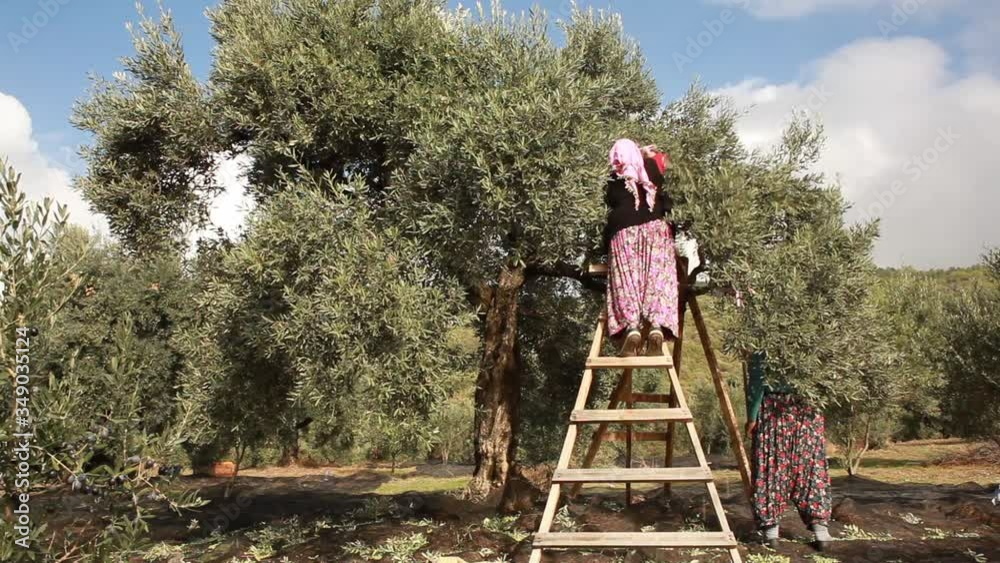 Olive pickers hand picking olives from a tree Olive pickers hand picking olives from a tree