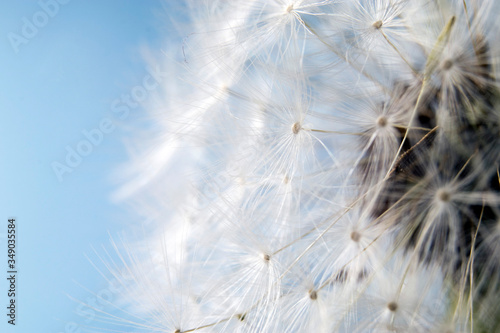 the dandelion on a blue background. Lettering space