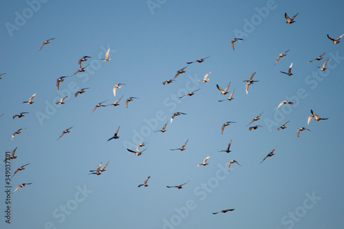 Flock of birds flying in a light blue sky