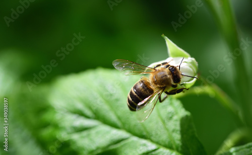Close-up of a honey bee looking for pollen on a raspberry blossom against a green background © leopictures