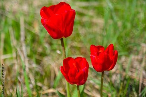three bright scarlet flowers of the garden tulip on the decoration of the field.
