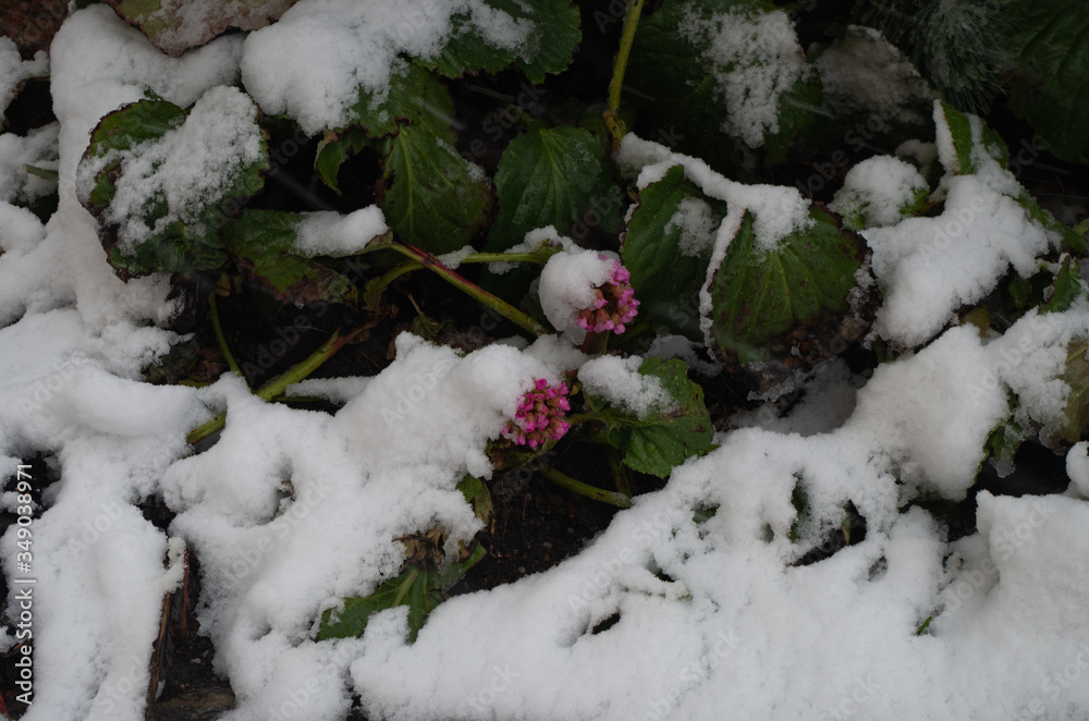 snow covered leaves and flowers