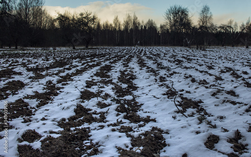 Potato field perspective view in winter