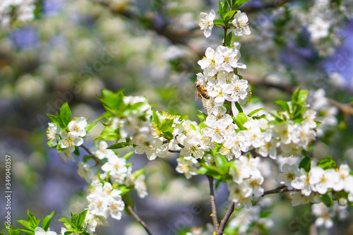 Beautiful flowering tree In the spring. Flowers in April time in the sun. Stock background in nature