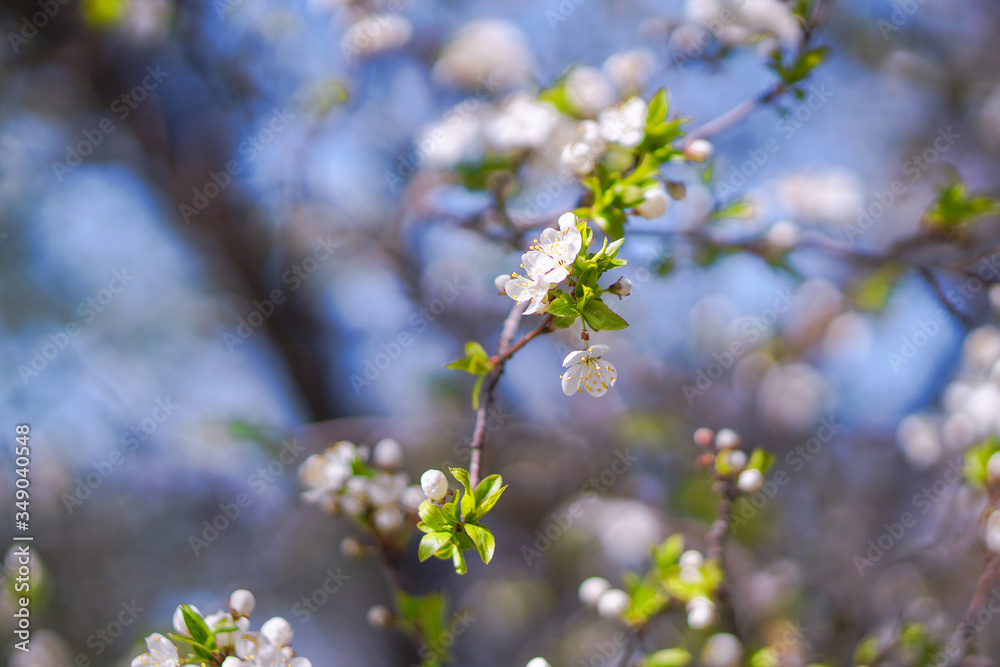 Beautiful flowering tree In the spring. Flowers in April time in the sun. Stock background in nature Beautiful flowering tree In the spring. Flowers in April time in the sun. Stock background in nature
