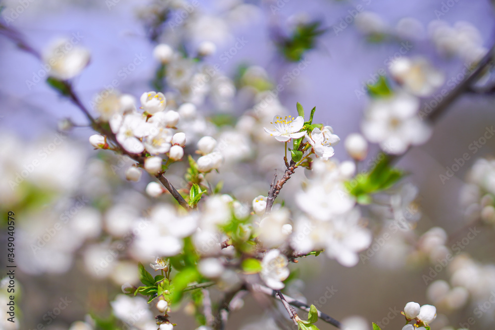 Obraz premium Beautiful flowering tree In the spring. Flowers in April time in the sun. Stock background in nature