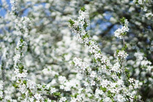 Beautiful flowering tree In the spring. Flowers in April time in the sun. Stock background in nature