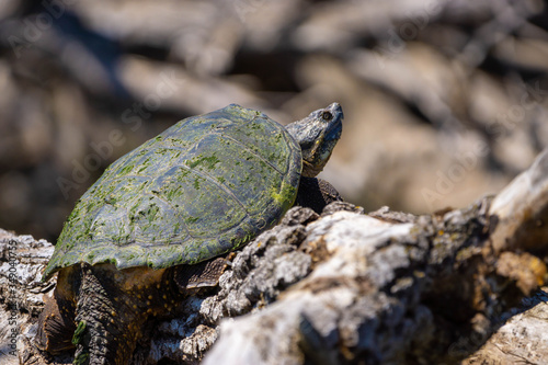 Snapping Turtle Log