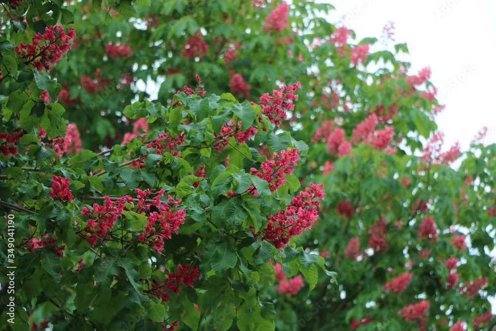 roter Baum