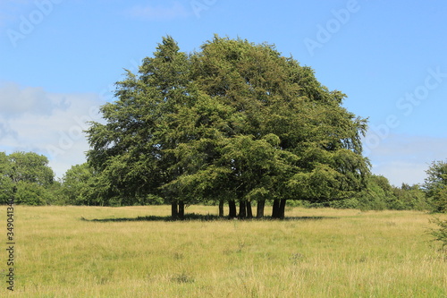 landscape with trees