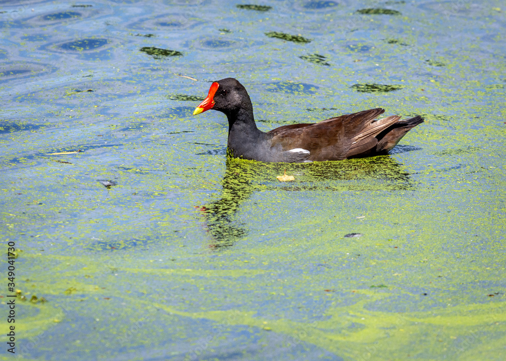 Common Gallinule swimming on a sunny day in Brazos Bend State Park! Common Gallinule swimming on a sunny day in Brazos Bend State Park!
