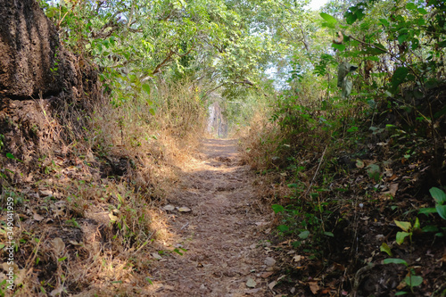 footpath in the woods of jungle
