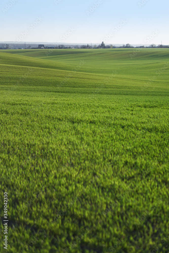 Sown farm field with wheat and cereal. Rising sprouts of barley and oats. A boundless garden with bread for food. Industrial stock theme Sown farm field with wheat and cereal. Rising sprouts of barley and oats. A boundless garden with bread for food. Industrial stock theme