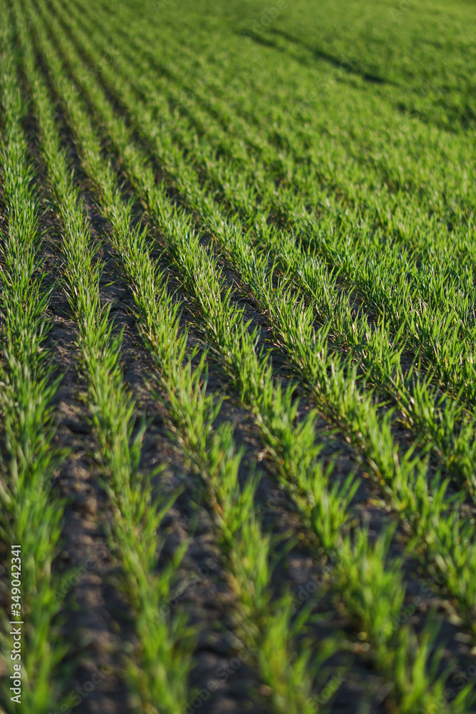 Sown farm field with wheat and cereal. Rising sprouts of barley and oats. A boundless garden with bread for food. Industrial stock theme