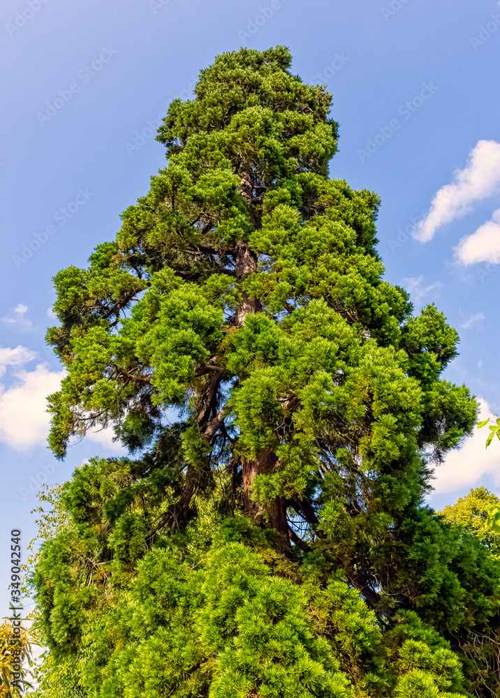 Fototapeta premium Libocedrus decurrens known as calocedrus decurrens or California incense cedar