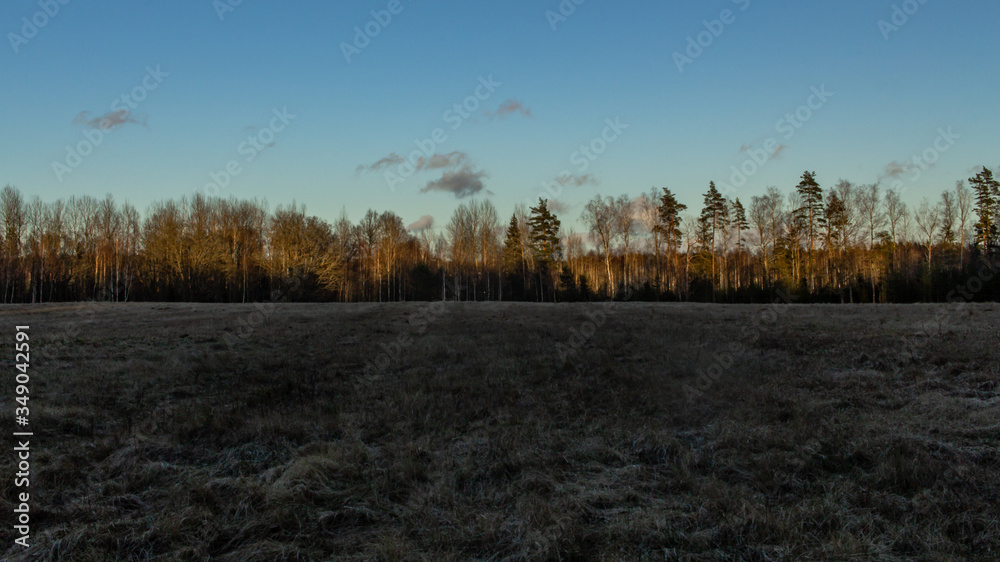 Meadof field at sunset time, forest background Meadof field at sunset time, forest background