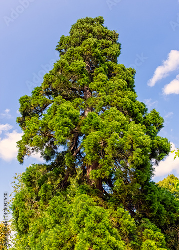 Libocedrus decurrens known as calocedrus decurrens or California incense cedar