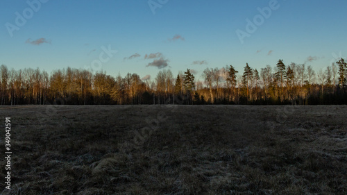 Meadof field at sunset time, forest background