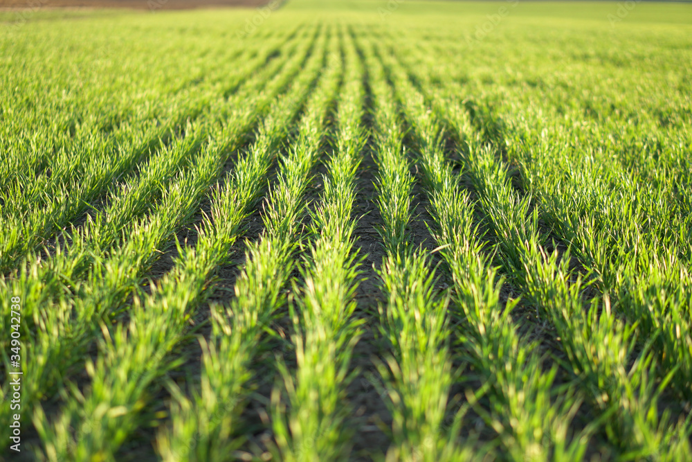 Sown farm field with wheat and cereal. Rising sprouts of barley and oats. A boundless garden with bread for food. Industrial stock theme Sown farm field with wheat and cereal. Rising sprouts of barley and oats. A boundless garden with bread for food. Industrial stock theme