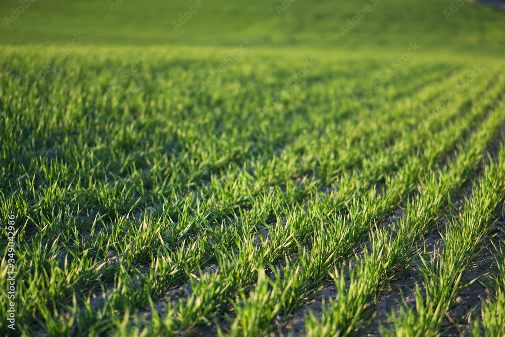 Sown farm field with wheat and cereal. Rising sprouts of barley and oats. A boundless garden with bread for food. Industrial stock theme Sown farm field with wheat and cereal. Rising sprouts of barley and oats. A boundless garden with bread for food. Industrial stock theme