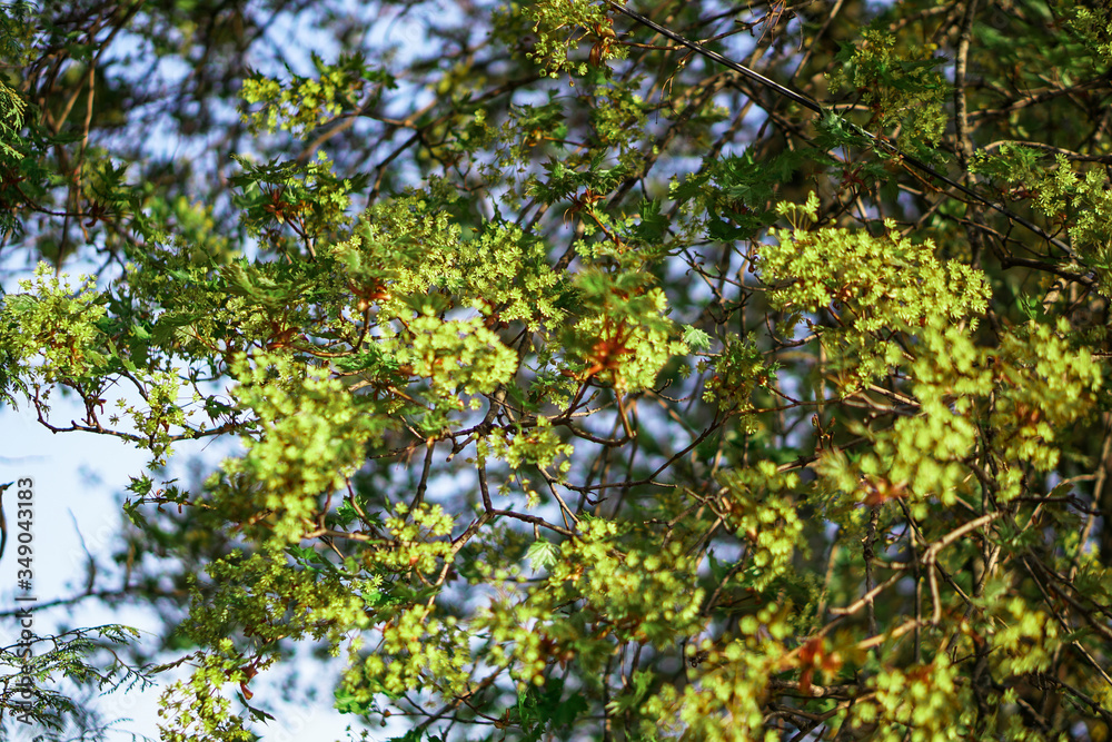 Beautiful spring green landscape with blurry background. Summer background for design.