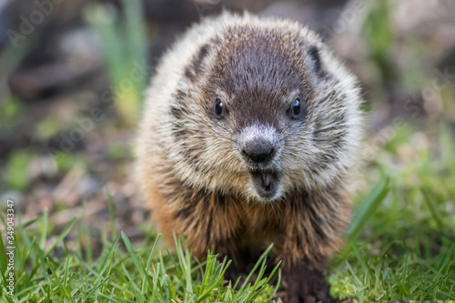 Young groundhog (Marmota monax) in grass facing front mouth open in springtime