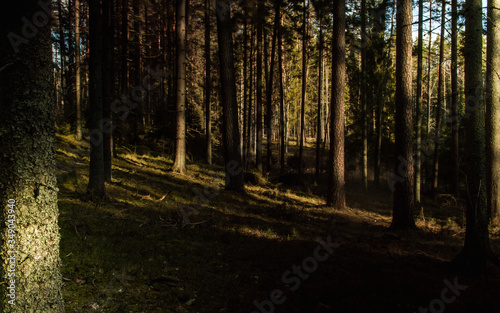 Soft tree forest, last sun shine wood after covered dark © Sandra
